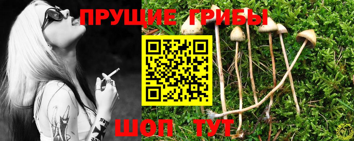 как найти закладки  Вход с VPN  Кубинка  Псилоцибиновые грибы Psilocybe 